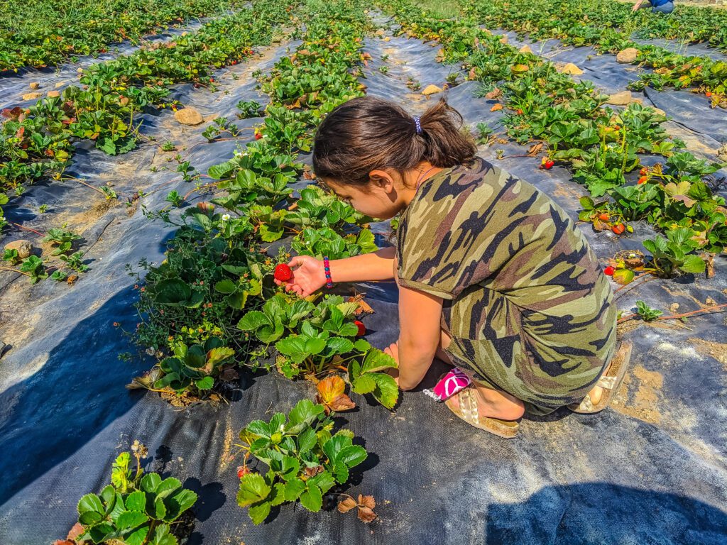 Farms Near Me Pick You Own Guide for Fresh, Local Harvests
