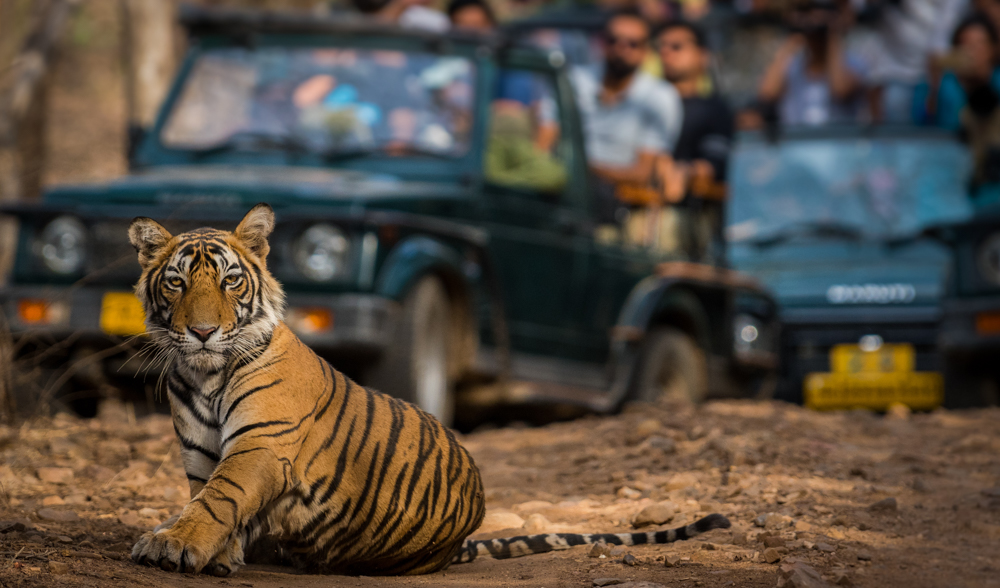 Tiger Safari Experiences in Uttarakhand