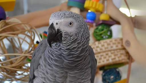 Super Bird Creations