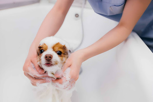 Tips Before Using Shampoo on Your Puppy